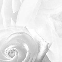 Кухонный фартук Цветы 217 МДФ матовый (3000) Flowers в Североуральске - severouralsk.mebel24.online | фото