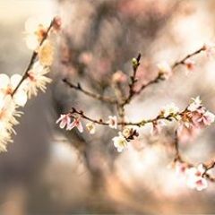 Кухонный фартук Цветы 317 МДФ матовый (3000) Flowers в Североуральске - severouralsk.mebel24.online | фото